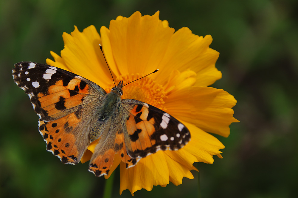 Falter in Harmonie mit der Blüte