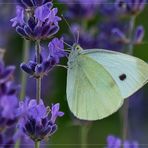 Falter lieben Lavendel!