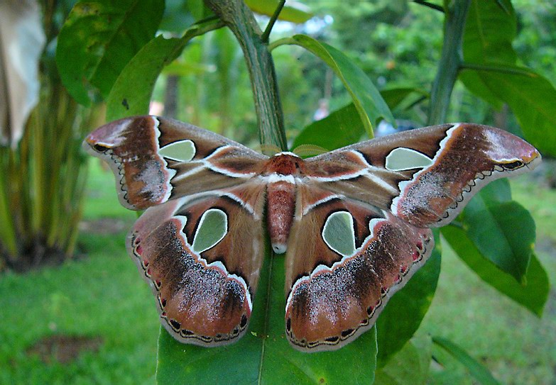 Falter, Motte oder Schmetterling?