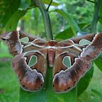 Falter, Motte oder Schmetterling?