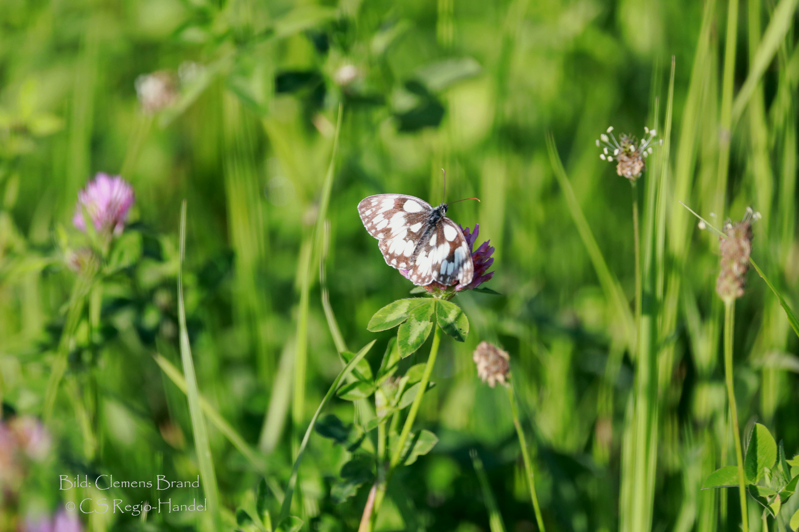 Falter oder Schmetterling Hauptsache hübsch der Schachbrettfalter! 