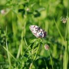 Falter oder Schmetterling Hauptsache hübsch der Schachbrettfalter! 