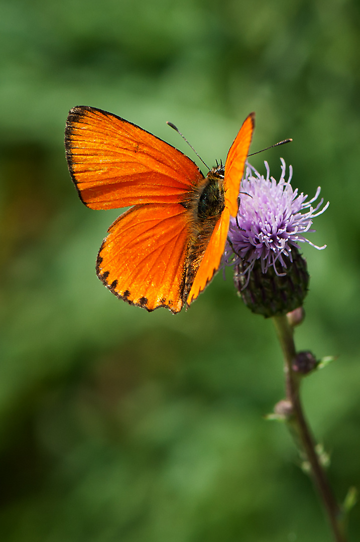 *** Falter orange ***