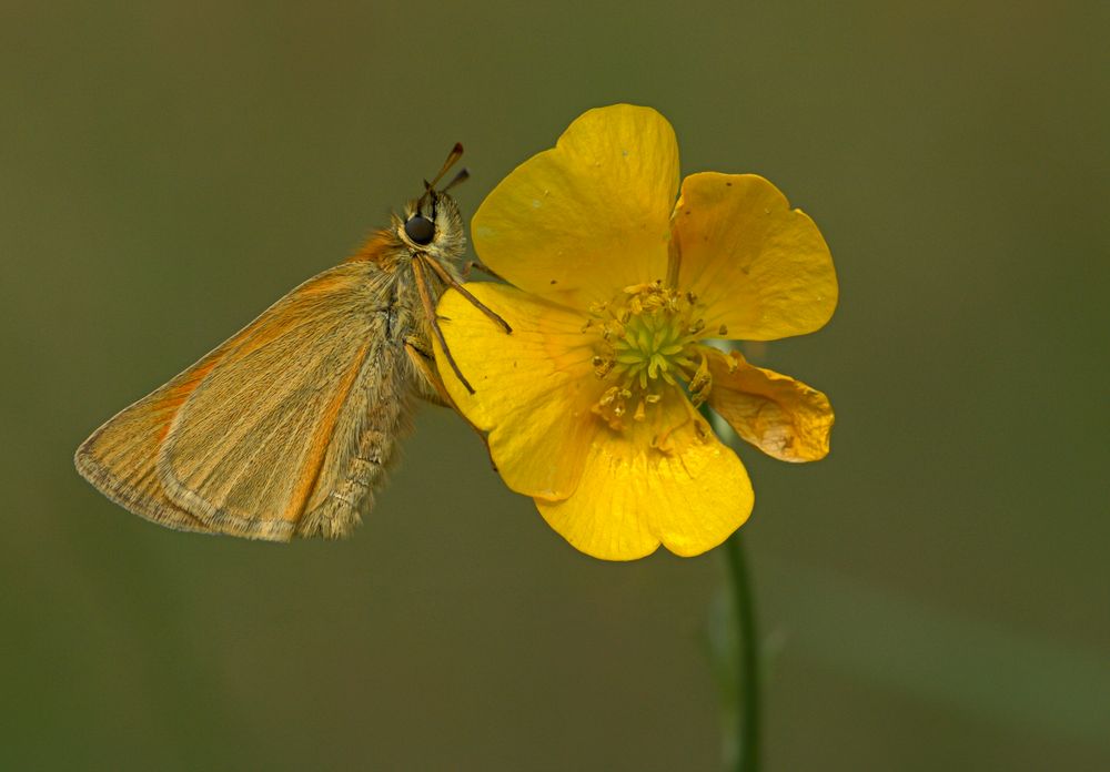 Falter und Blüte