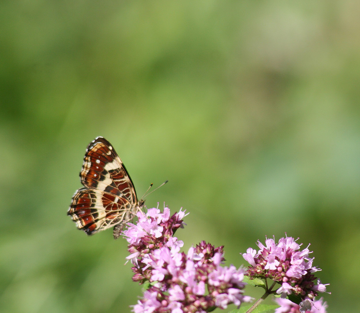 Falter und Blumen im Juli