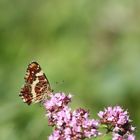 Falter und Blumen im Juli