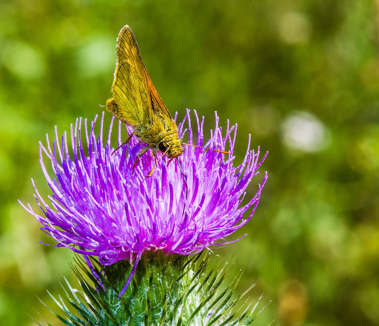 Falter und Distel