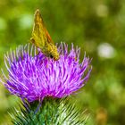 Falter und Distel