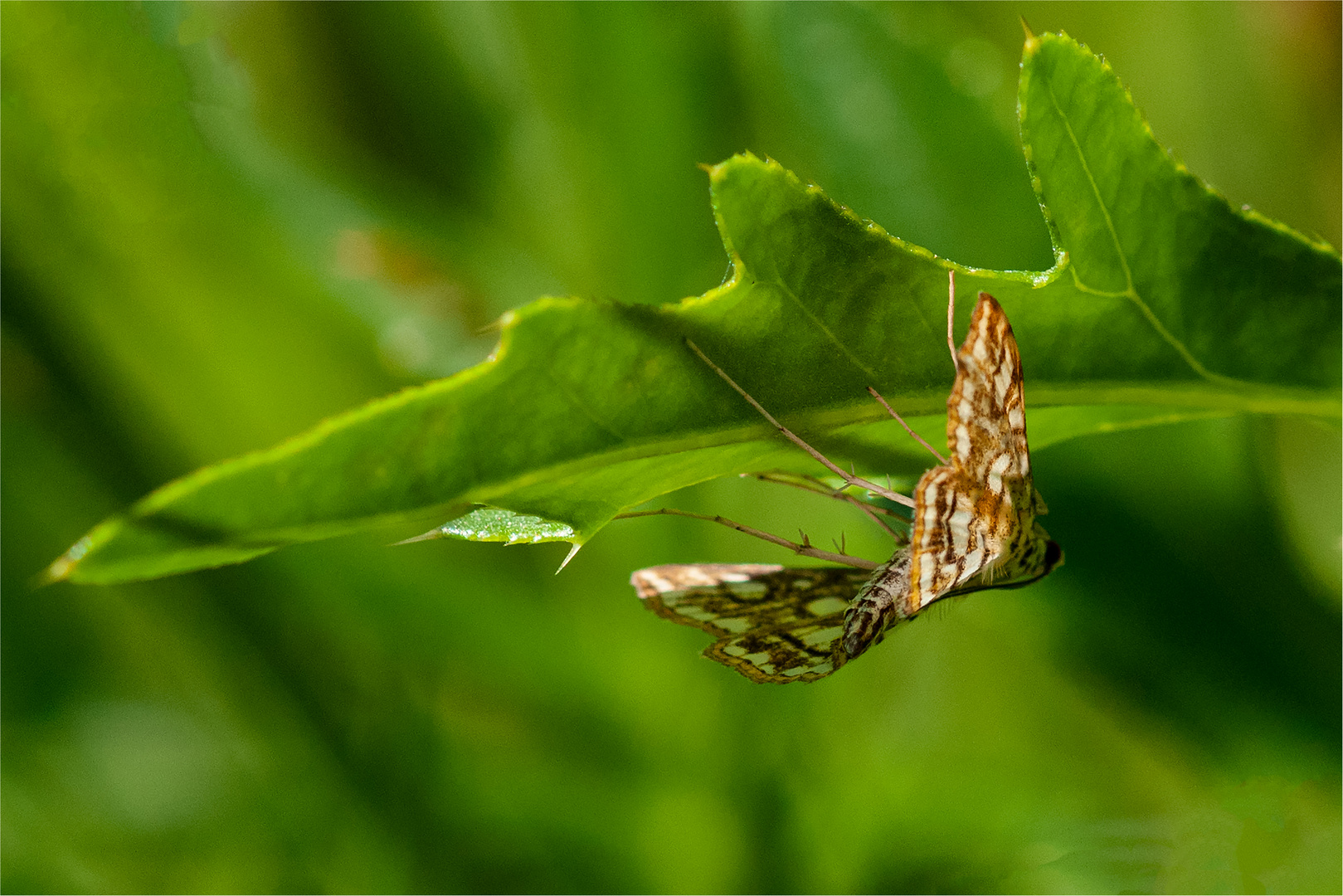 Falter unter dem Blatt