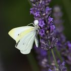 Falter von Spinne überwältigt