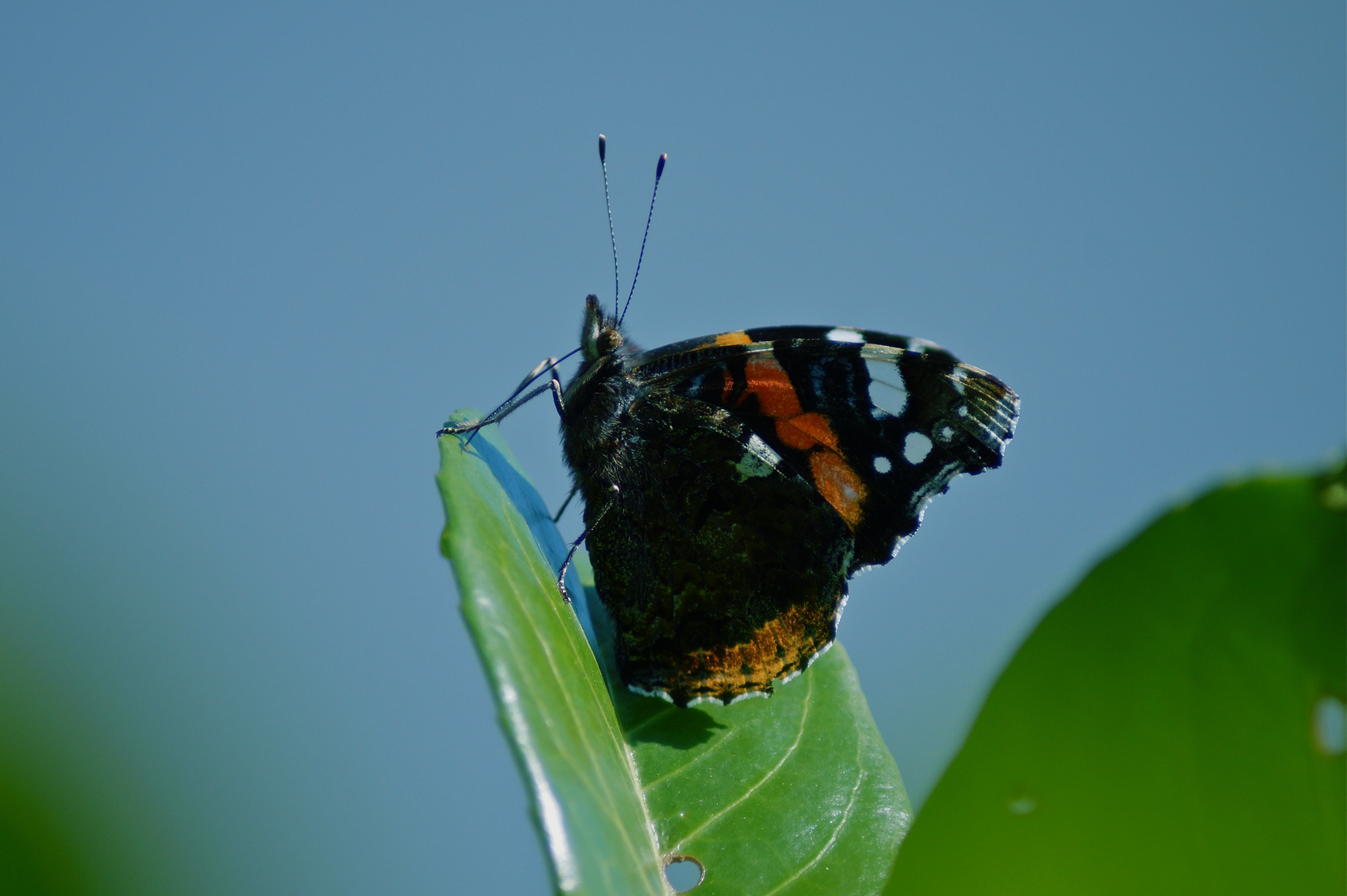 Falter vor dem Abflug