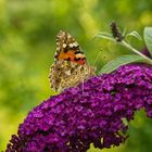 Falter, wieder ohne Distel