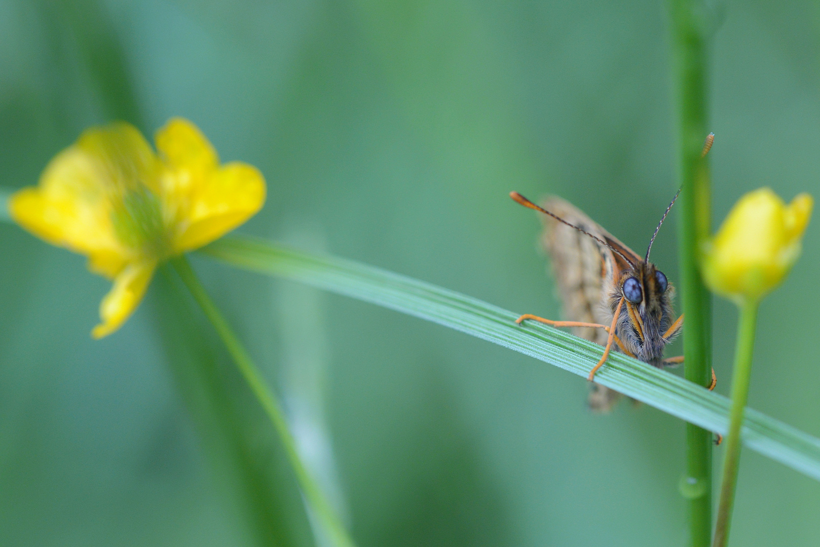 Falter zwischen Butterblumen