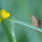 Falter zwischen Butterblumen