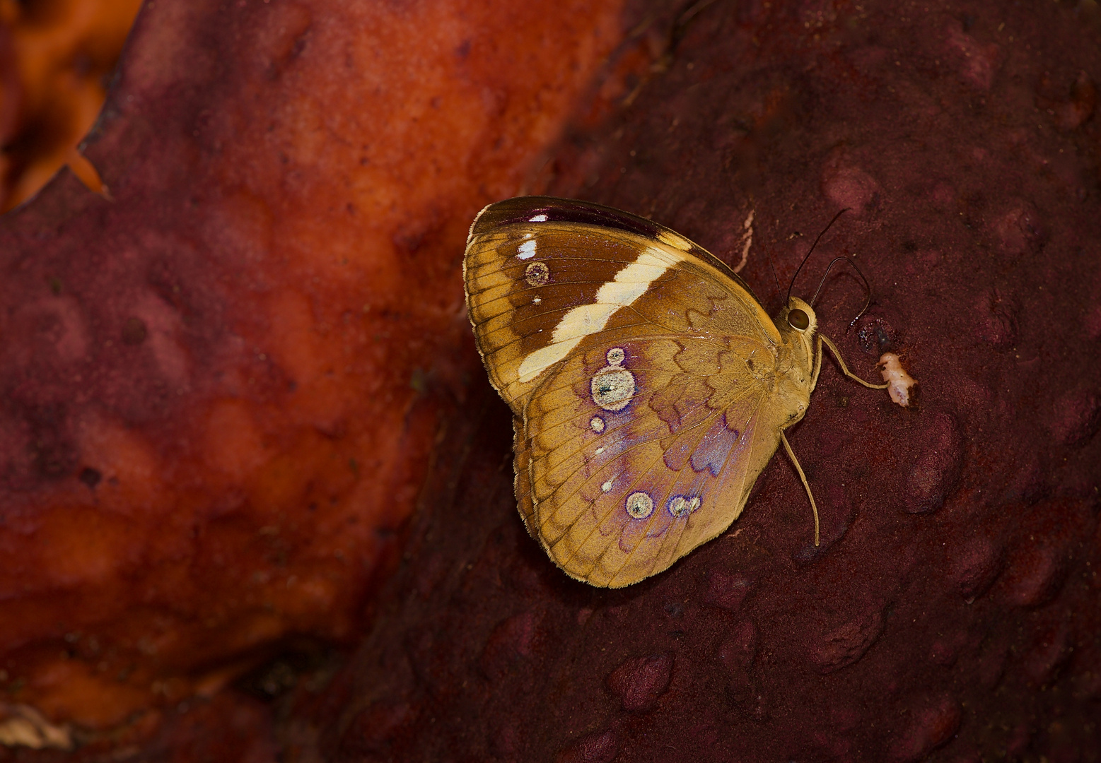 Falterbesuch auf der Rafflesia-Blüte