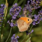 Falterbesuch im Lavendel