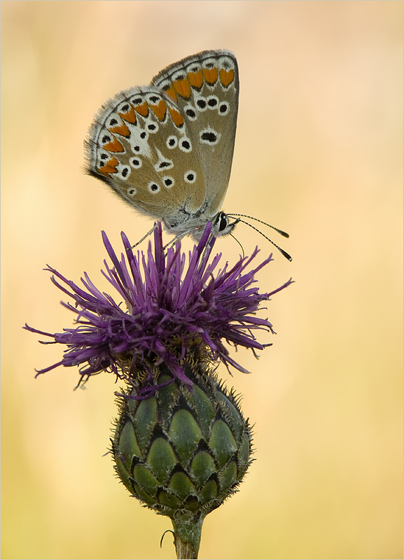 Falterchen auf Flockenblume