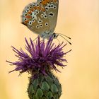 Falterchen auf Flockenblume