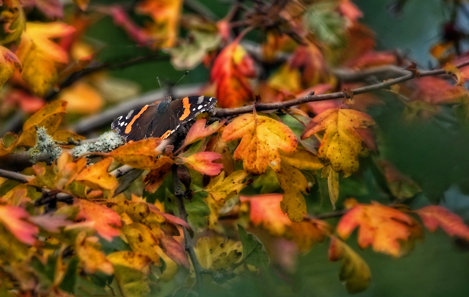 "Falterchen im Herbstlaub"