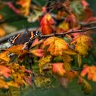 "Falterchen im Herbstlaub"