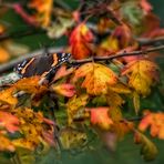 "Falterchen im Herbstlaub"