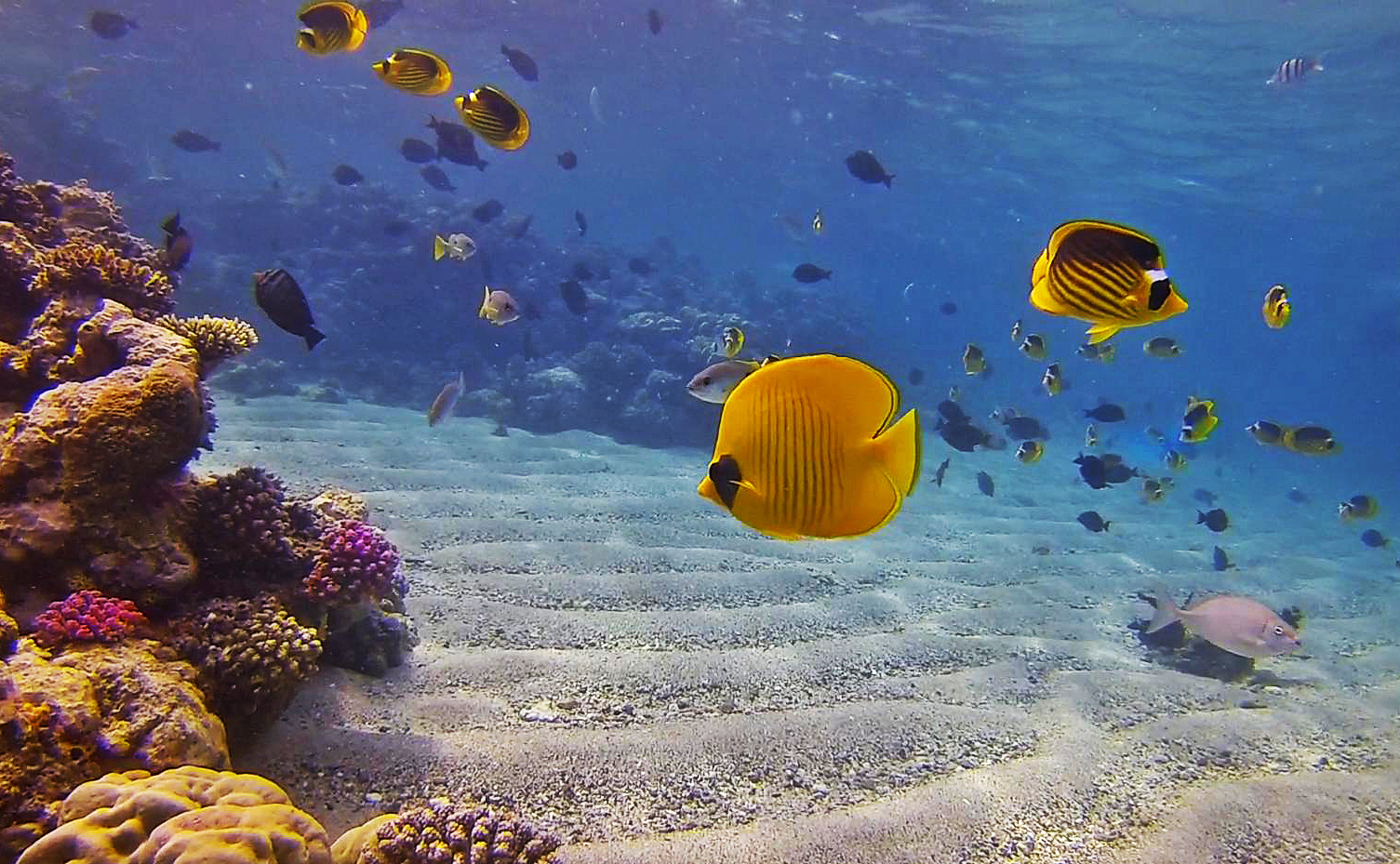 Falterfische im Aquarium