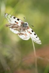 Falterfotografie... Gemeinsamkeiten teilen ...