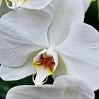 Falterorchideen - eine Phalaenopsis