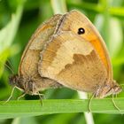 Falterpärchen im Wiesengras 1