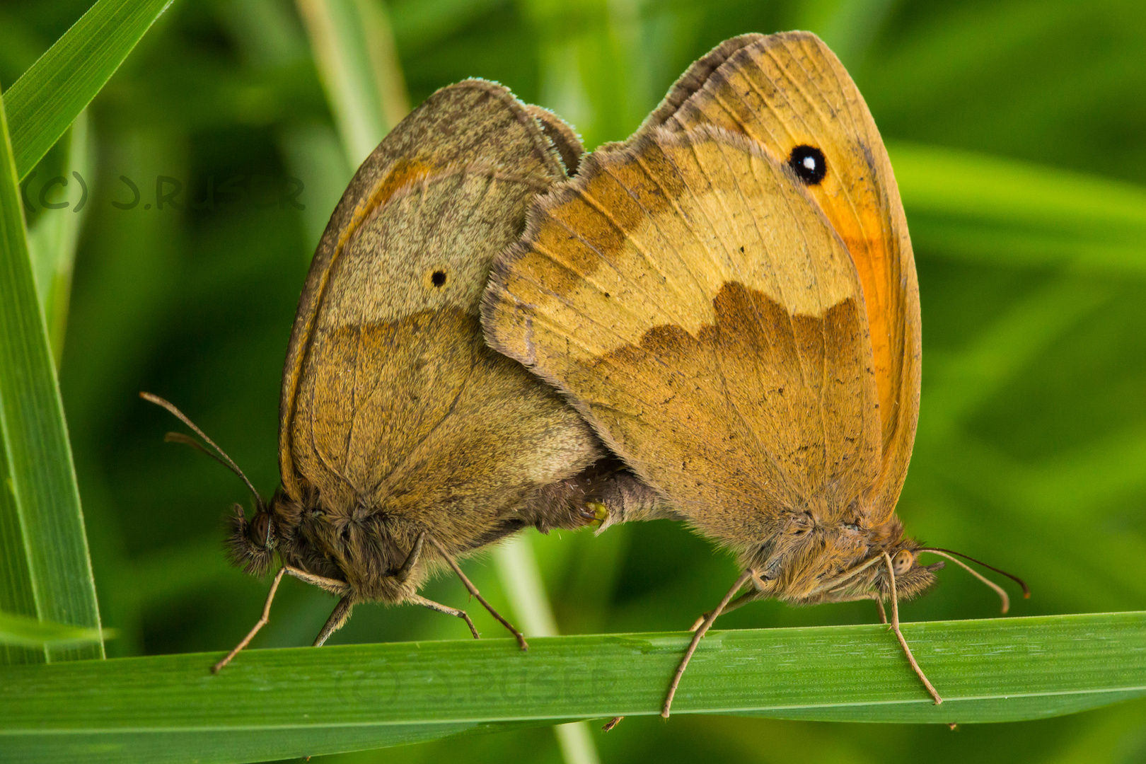 Falterpärchen im Wiesengras 2