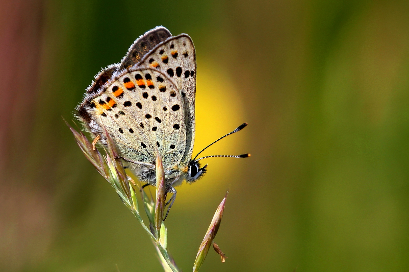 Falterprofil im Blumenlicht - Erinnerung an den Sommer!