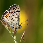 Falterprofil im Blumenlicht - Erinnerung an den Sommer!