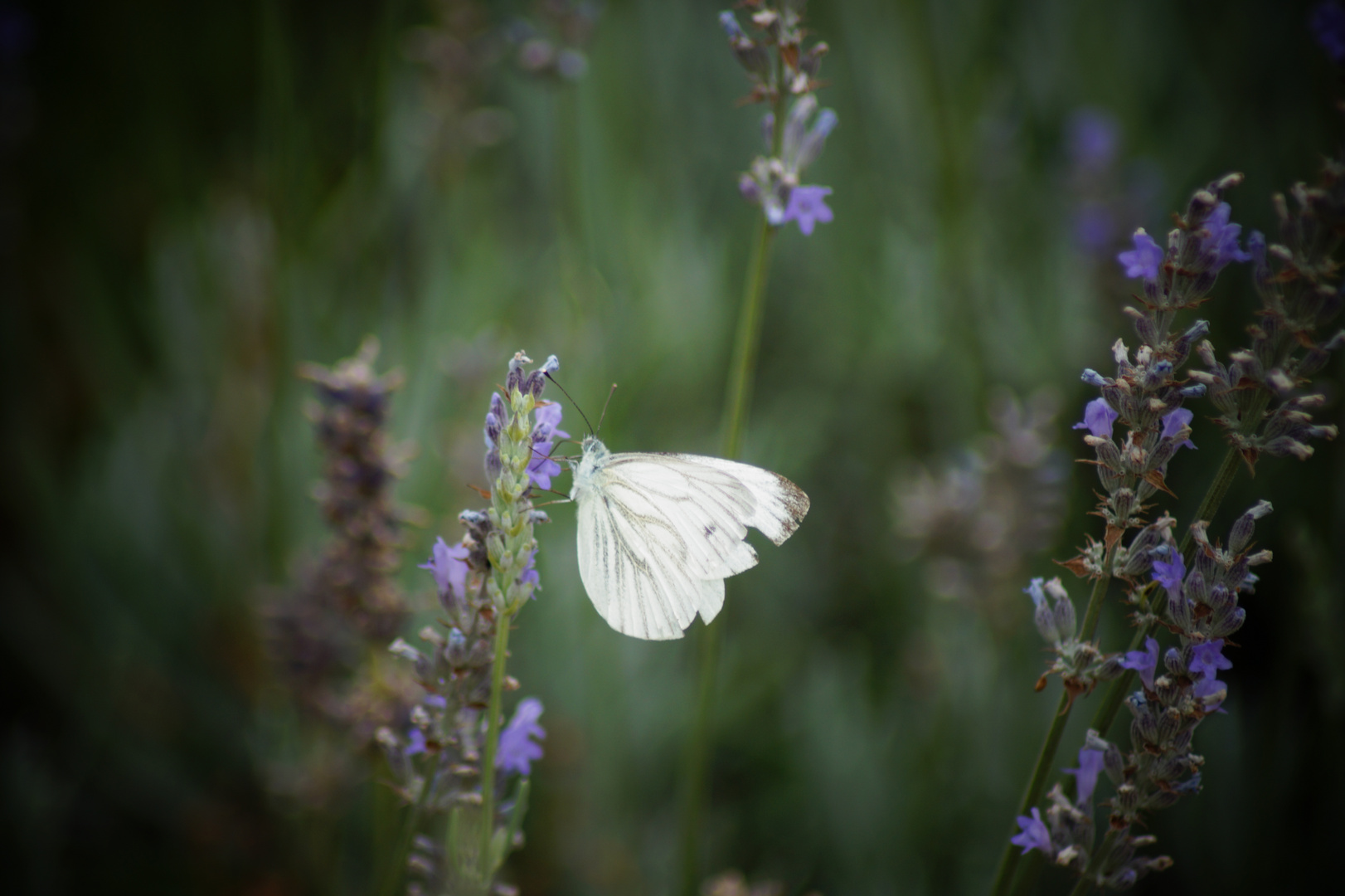 Falter/Schmetterling