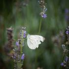 Falter/Schmetterling