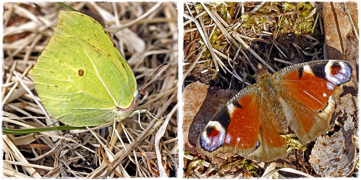 Faltersichtungen im Vor-Frühling