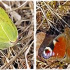 Faltersichtungen im Vor-Frühling