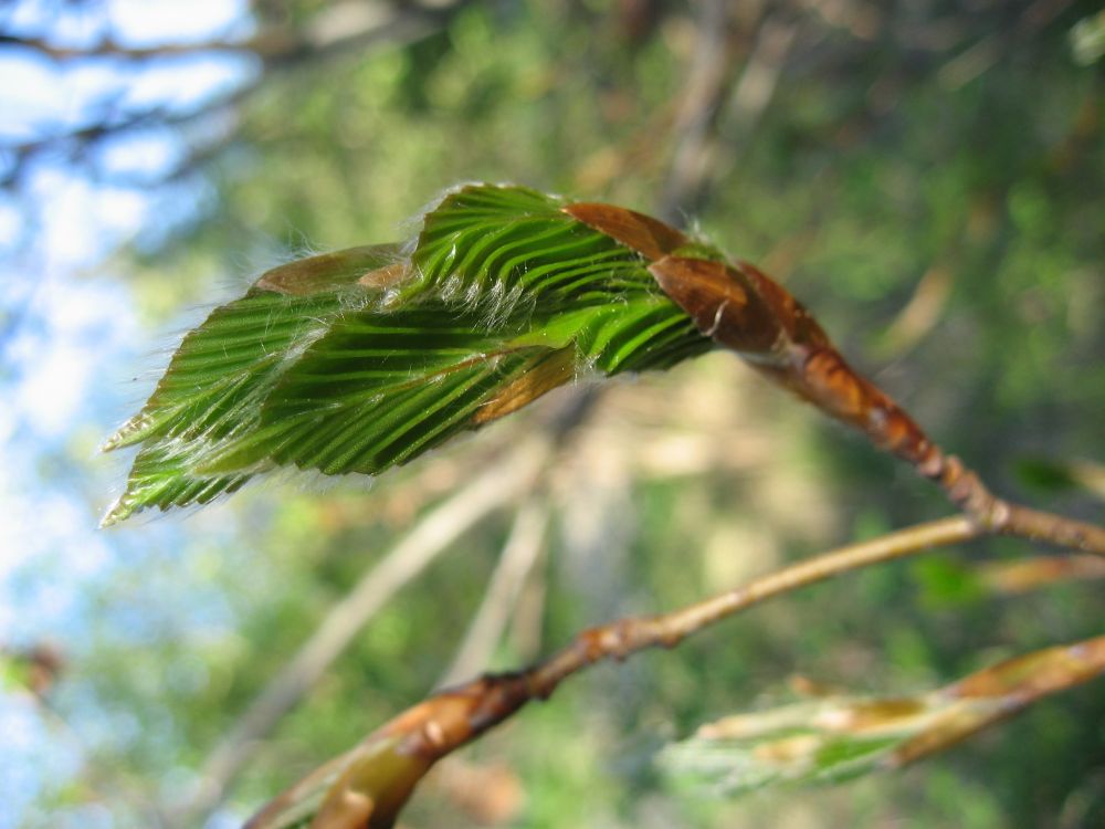 Faltstrukturen der Natur