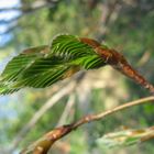 Faltstrukturen der Natur