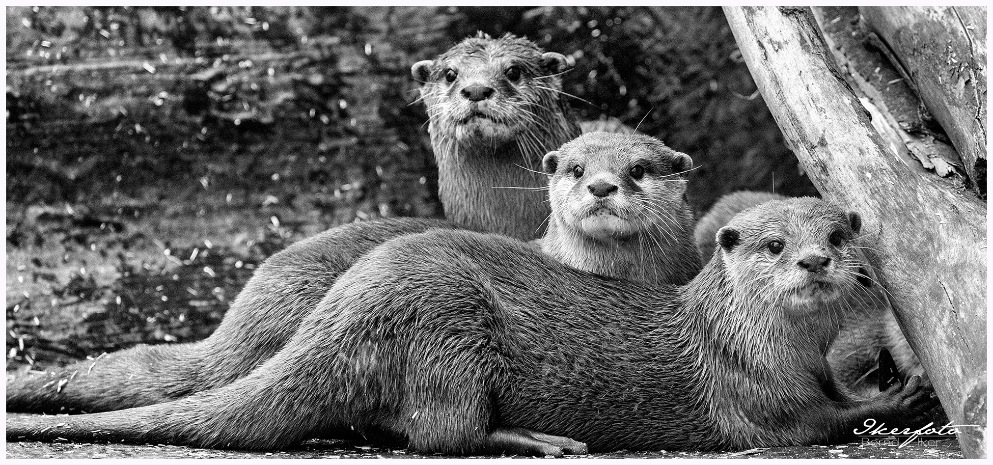 Fam. Otter