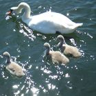 Fam. Schwan im Sommer 2009