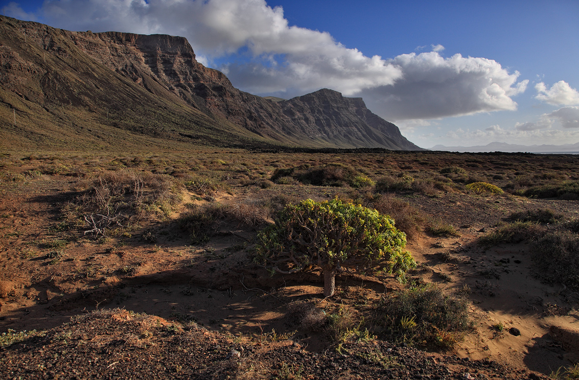 *Famara*