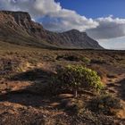 *Famara*