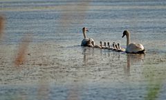 famiglia di cigni