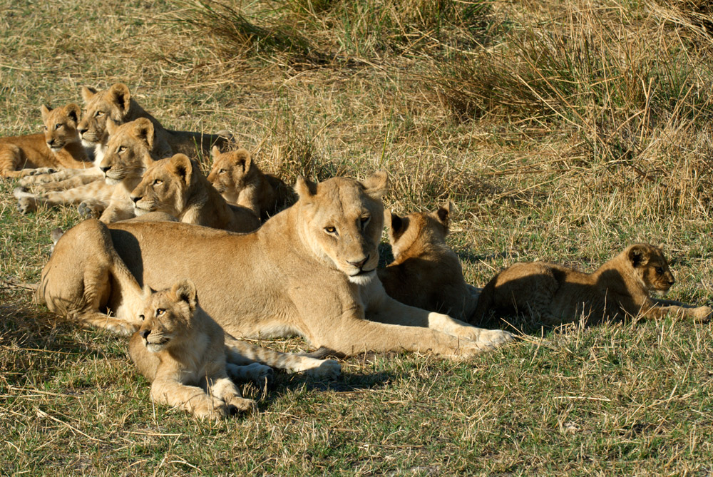 famiglia di leoni riserva moremi 2008