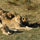 famiglia di leoni riserva moremi 2008