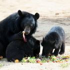 famiglia orso dal collare