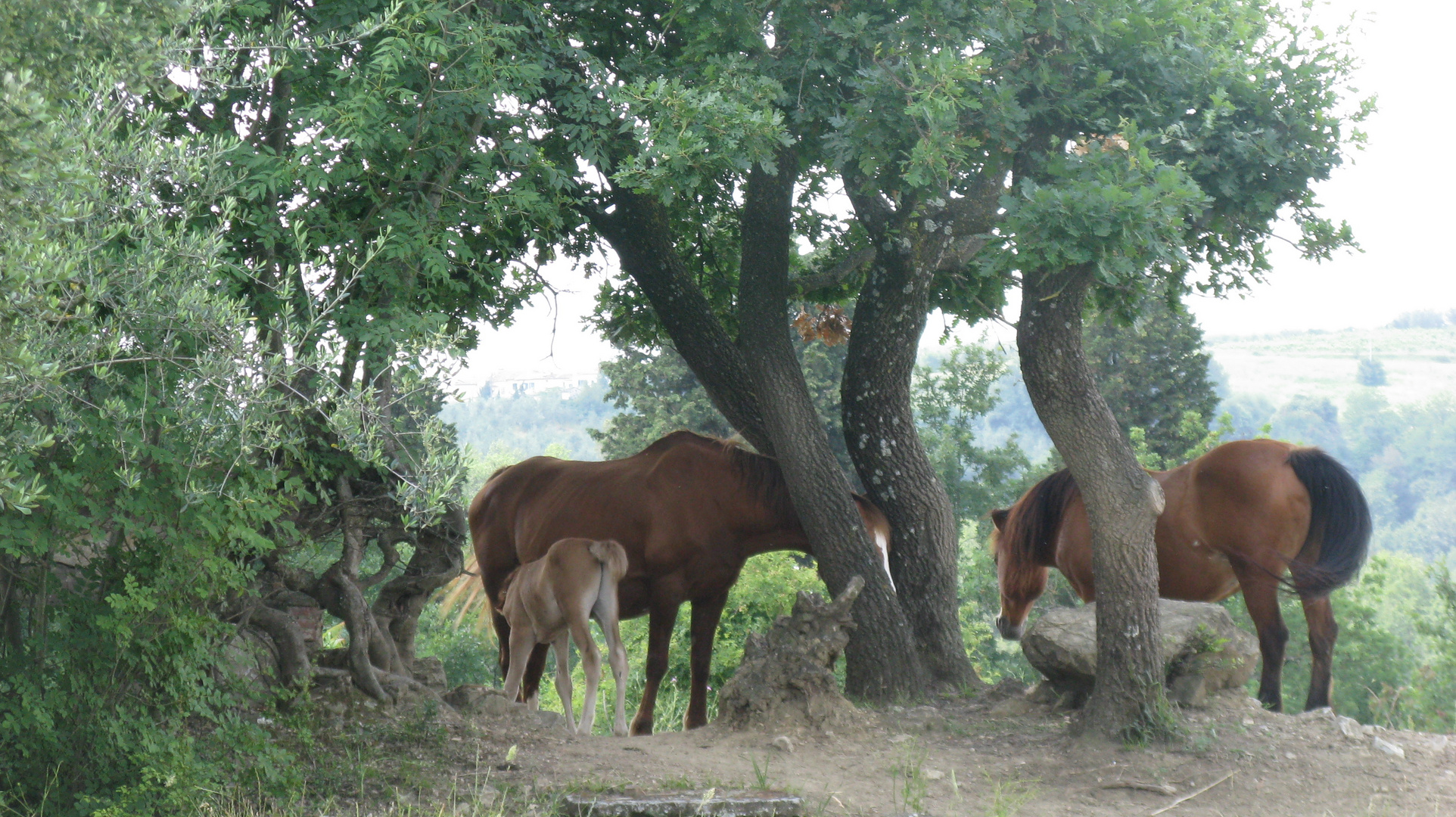 famigliola