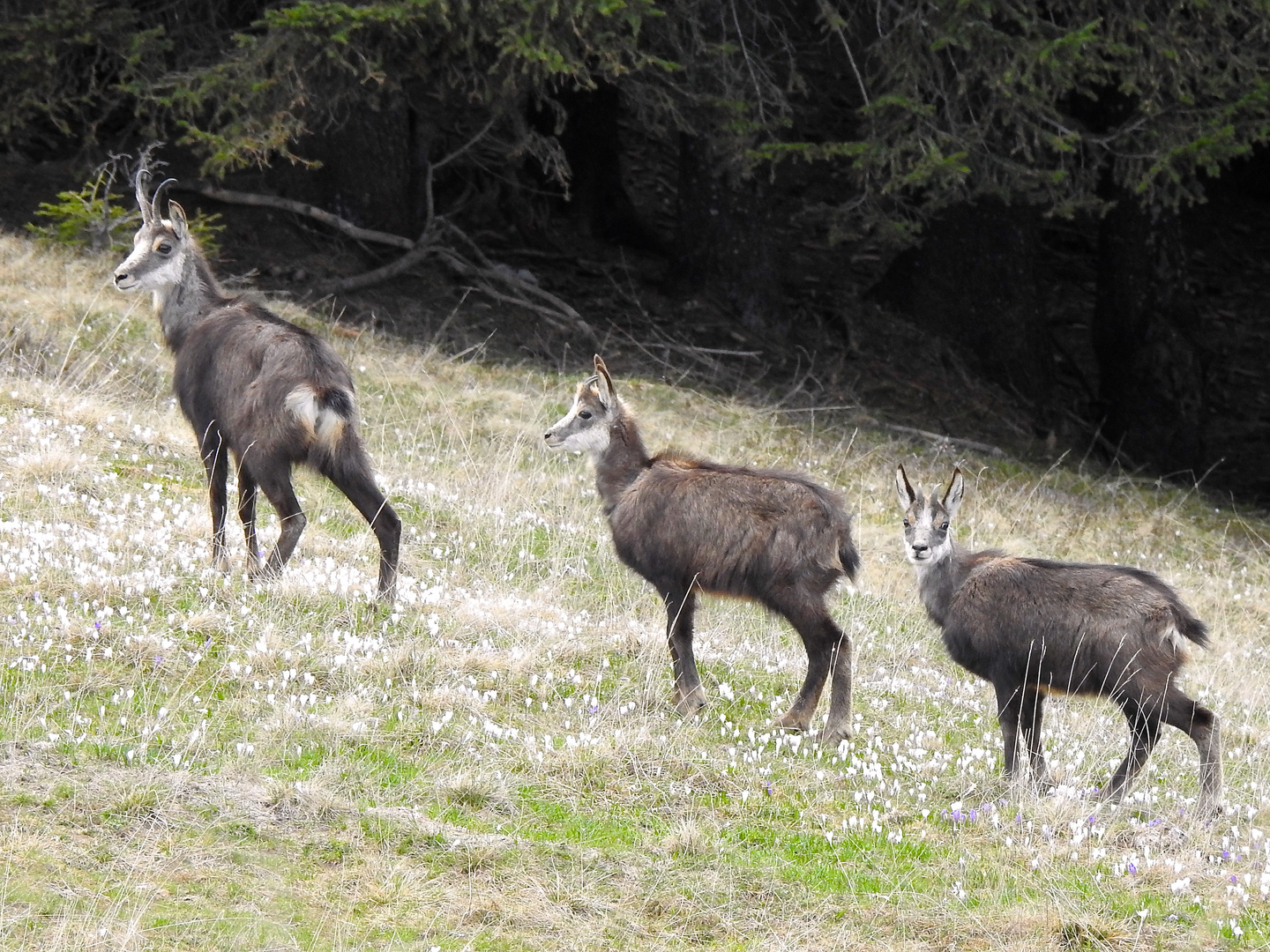 Famigliola di camosci