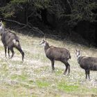 Famigliola di camosci