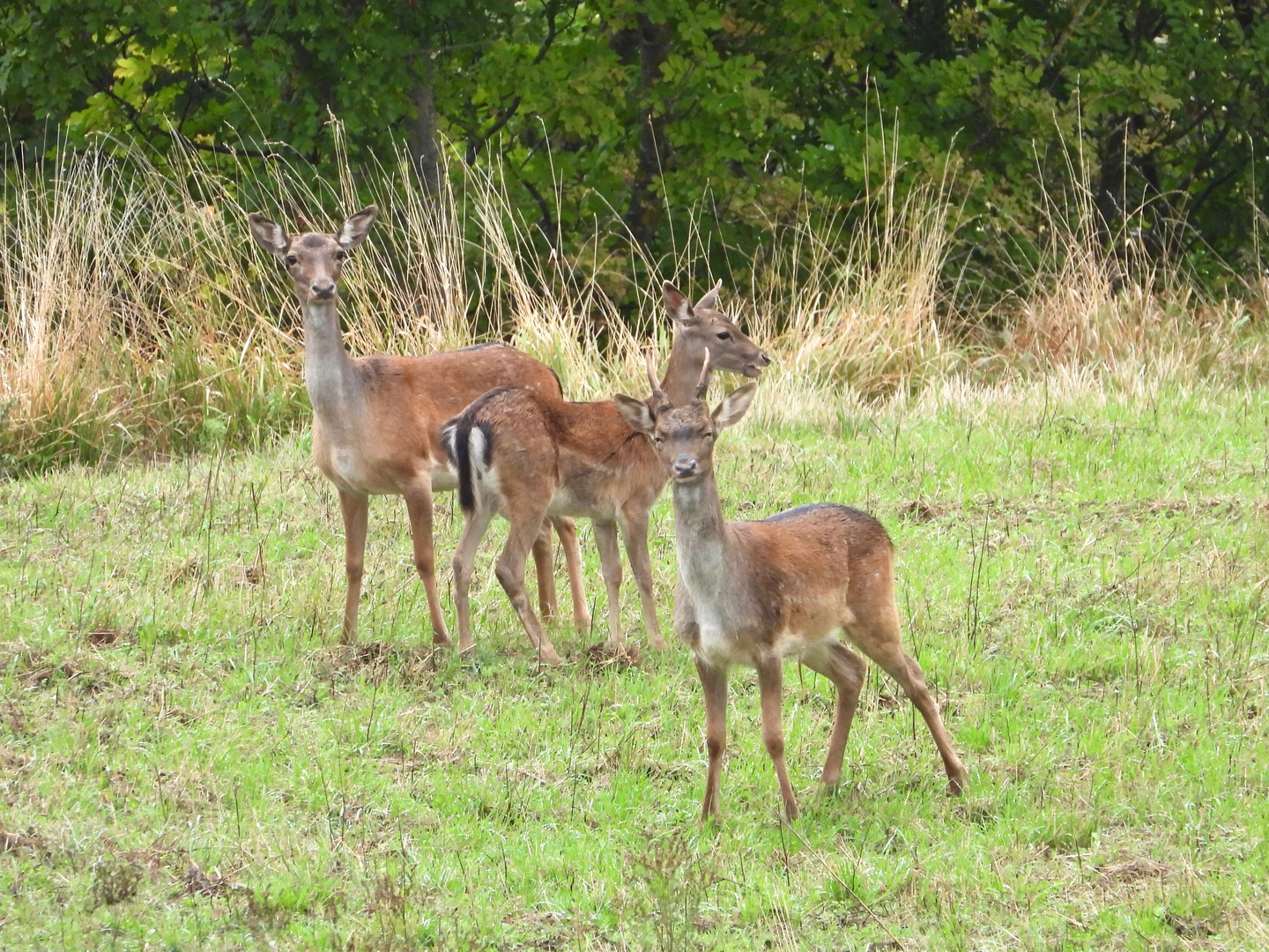 Famigliola di daini pomellati